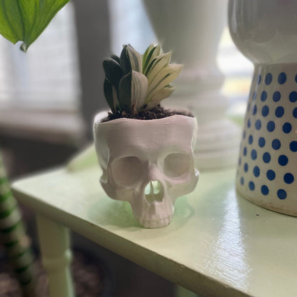 Skull Planter | Halloween Home Decor | Seasonal Decoration